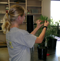 A student holding up plant samples and separating them.